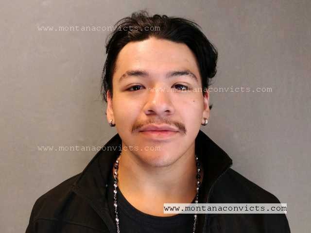 Ivory Dove Horse Chief - 3029792