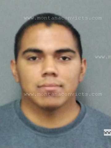 Tyrall Mountain Sheep - 3027505