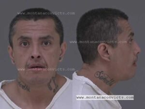 Douglas Gold Bearchild - 3022178